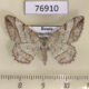 76910p Geometridae Alcis castigataria f Primorye $6