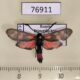 76911p Zygaenidae Zygaena niphona Primorye $3