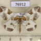 76912p Geometridae Eulithis fabiolaria Primorye $6