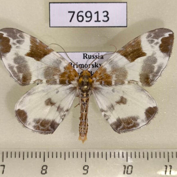 Geometridae Eulithis fabiolaria Primorye