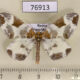 76913p Geometridae Eulithis fabiolaria Primorye $6