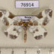 76914p Geometridae Eulithis fabiolaria Primorye $6
