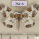 76915p Geometridae Eulithis fabiolaria Primorye $6