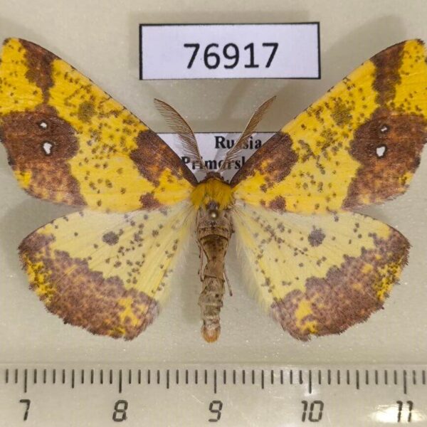 Geometridae Apocolotois arnoldiaria Primorye