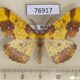 76917p Geometridae Apocolotois arnoldiaria Primorye $10