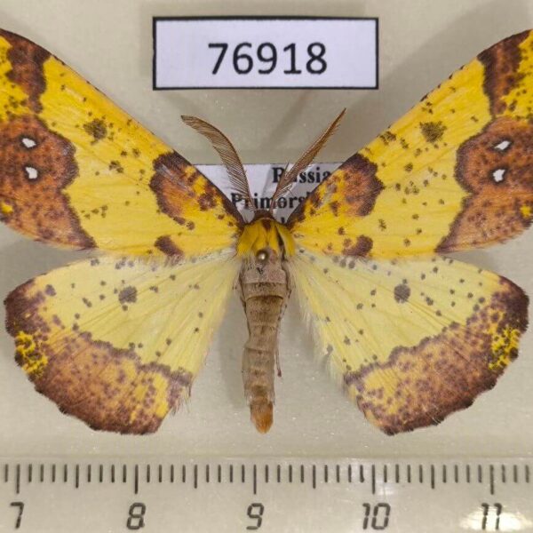 Geometridae Apocolotois arnoldiaria Primorye