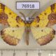 76918p Geometridae Apocolotois arnoldiaria Primorye $10