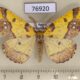 76920p Geometridae Apocolotois arnoldiaria Primorye $10