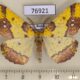76921p Geometridae Apocolotois arnoldiaria Primorye $10