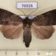 76926p Noctuidae Amphipyra schrenckii Primorye $9
