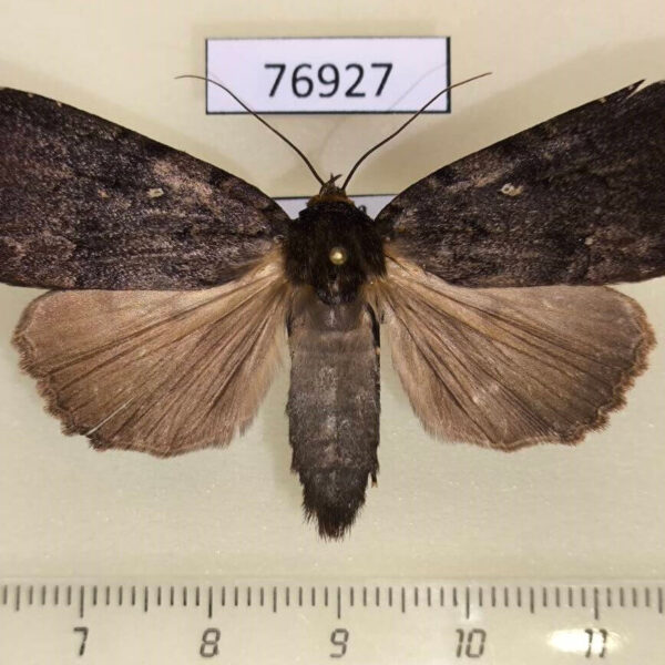 Noctuidae Amphipyra schrenckii Primorye