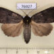 76927p Noctuidae Amphipyra schrenckii Primorye $9