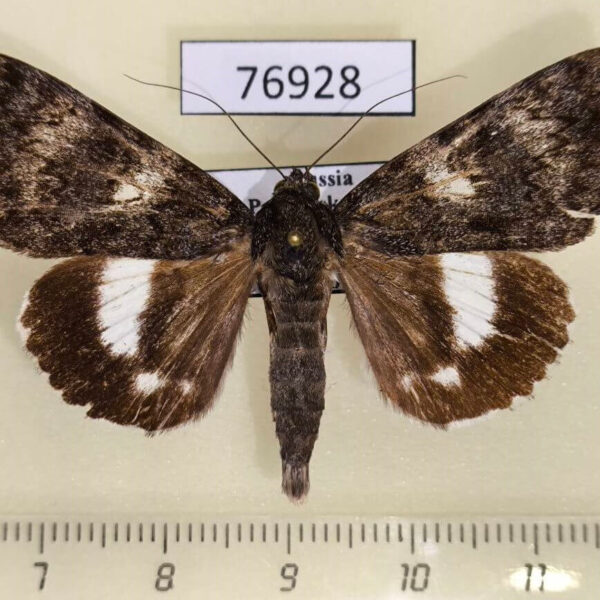 Noctuidae Catocala actaea Primorye