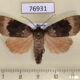 76931p Noctuidae Amphipyra perflua Primorye $7