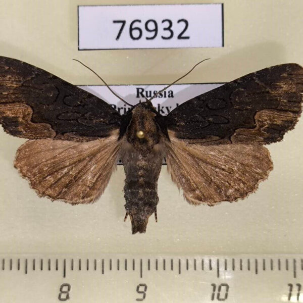 Noctuidae Dypterigia caliginosa f Primorye