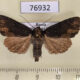 76932p Noctuidae Dypterigia caliginosa f Primorye $7
