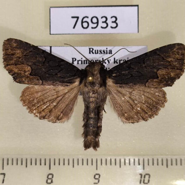 Noctuidae Dypterigia caliginosa Primorye