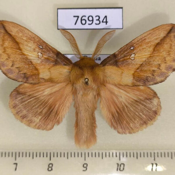 Lasiocampidae Euthrix potatoria Primorye