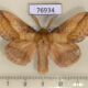 76934p Lasiocampidae Euthrix potatoria Primorye $5