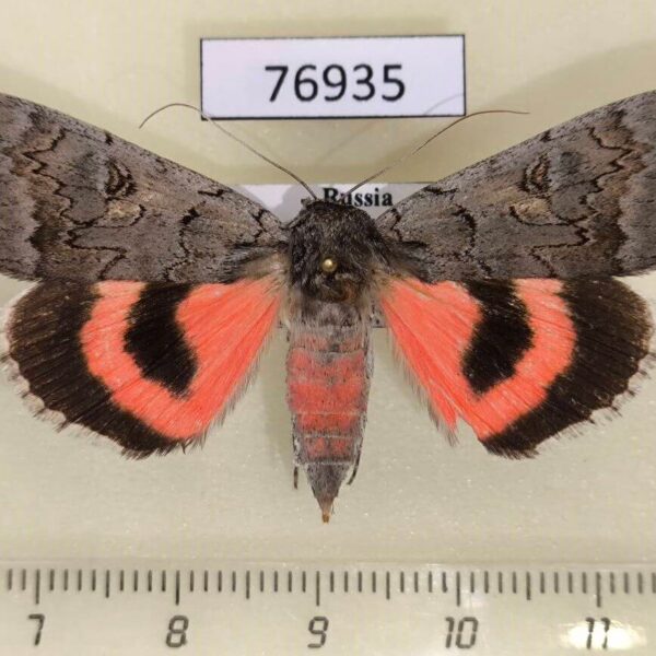 Noctuidae Catocala pacta f Transbaikal reg.