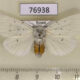 76938p Arctiidae Spilosoma urtica Khakassia rep. $5