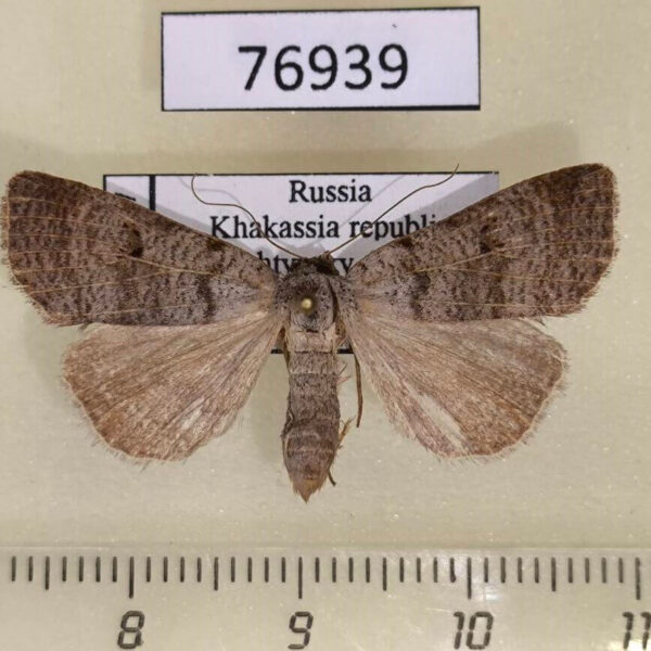 Noctuidae Lygephila viciae f Khakassia rep.