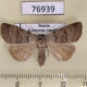 76939p Noctuidae Lygephila viciae f Khakassia rep. $5