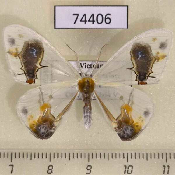 Drepanidae Macrocilix maia Vietnam