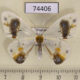 74406p Drepanidae Macrocilix maia Vietnam $25