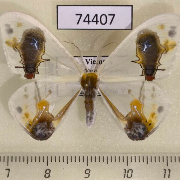 Drepanidae Macrocilix maia Vietnam