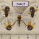 74407p Drepanidae Macrocilix maia Vietnam $20