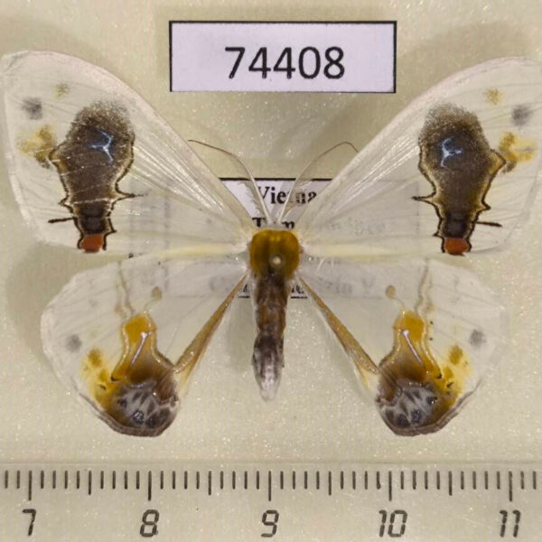 Drepanidae Macrocilix maia Vietnam