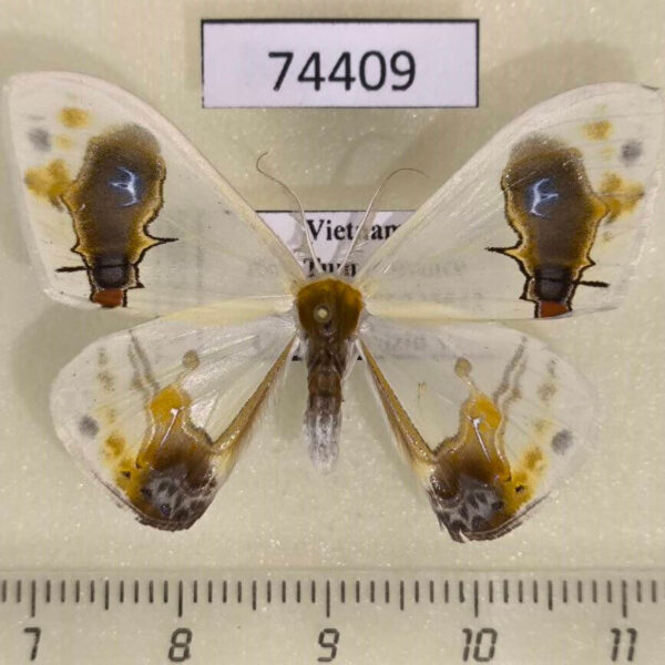 Drepanidae Macrocilix maia Vietnam