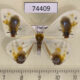 74409p Drepanidae Macrocilix maia Vietnam $25