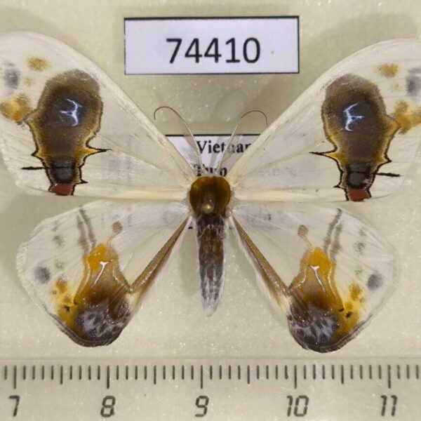 Drepanidae Macrocilix maia Vietnam