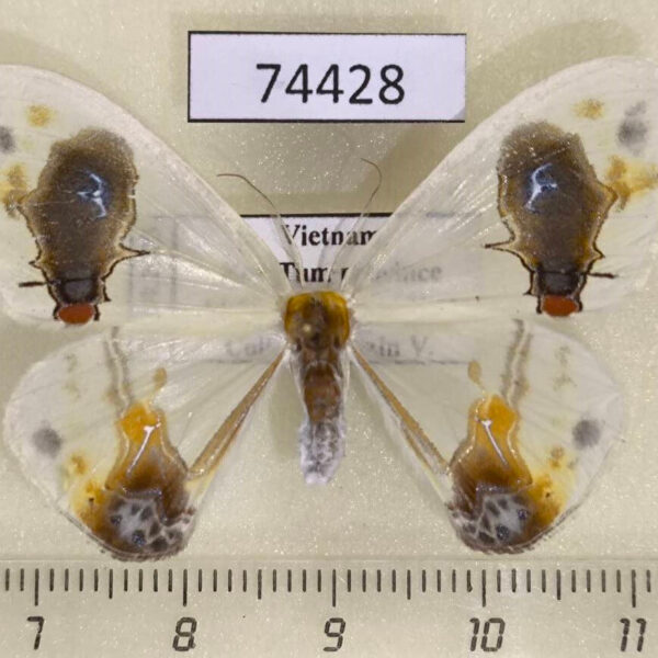 Drepanidae Macrocilix maia f Vietnam