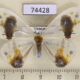 74428p Drepanidae Macrocilix maia f Vietnam $30