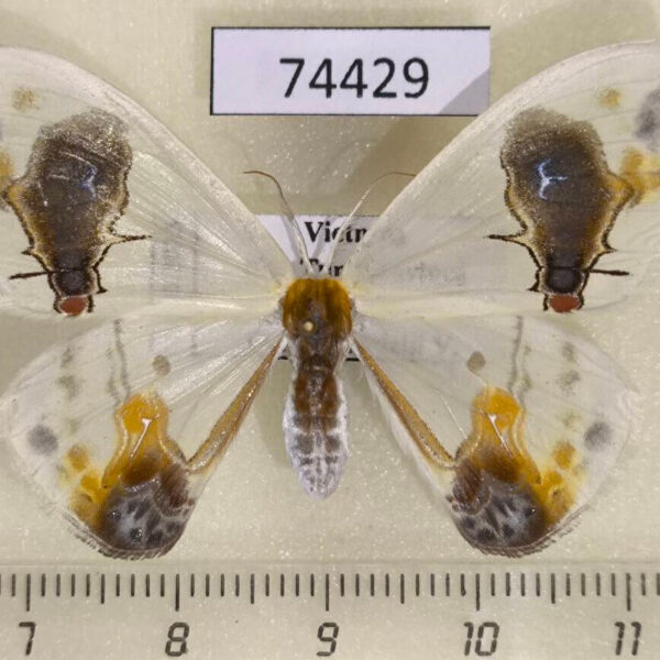 Drepanidae Macrocilix maia f Vietnam