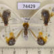 74429p Drepanidae Macrocilix maia f Vietnam $30