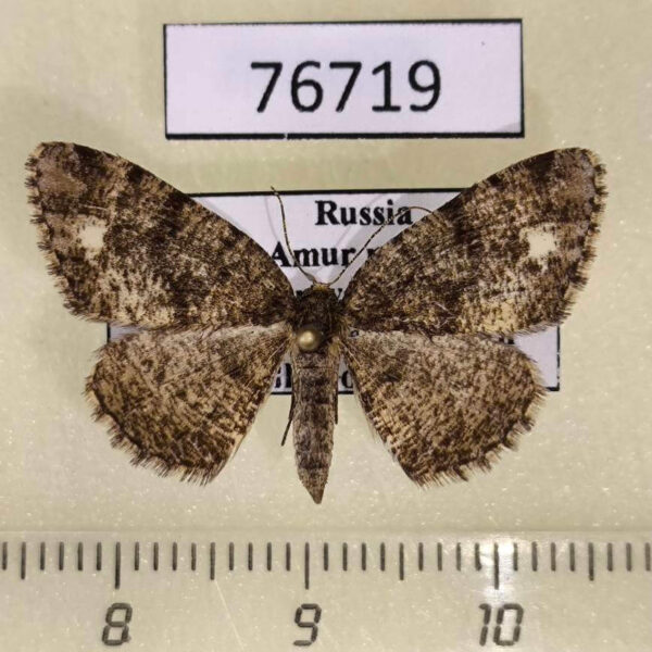 Geometridae Parectropis similaria Amur reg.