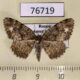 76719p Geometridae Parectropis similaria Amur reg. $6
