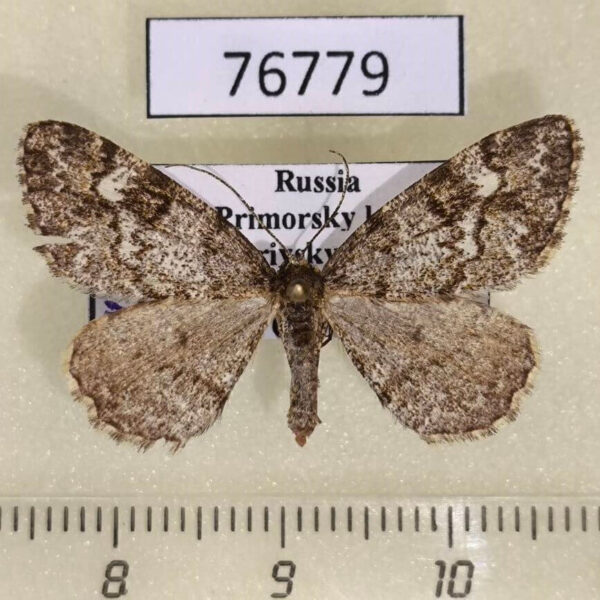 Geometridae Alcis medialbifera Primorye