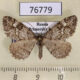 76779p Geometridae Alcis medialbifera Primorye $4