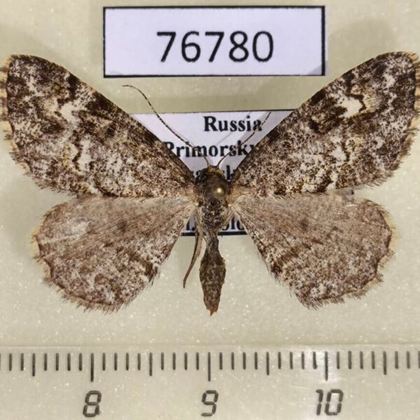 Geometridae Alcis medialbifera Primorye