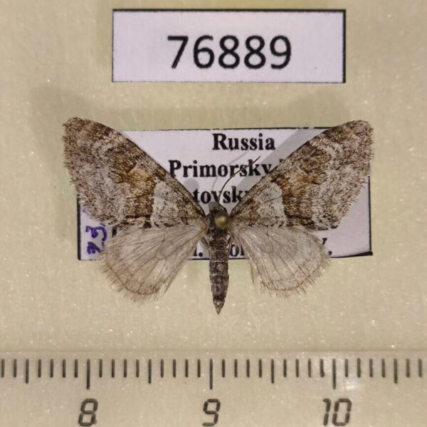 Geometridae Trichopteryx terranea Primorye