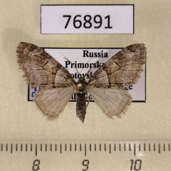 Geometridae Trichopteryx terranea Primorye Trichopteryx terranea