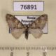 76891p Geometridae Trichopteryx terranea Primorye Trichopteryx terranea $5