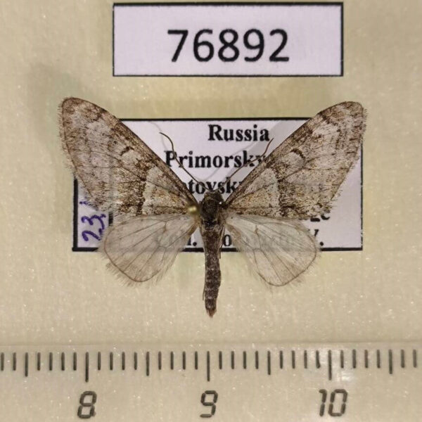 Geometridae Trichopteryx terranea Primorye Trichopteryx terranea