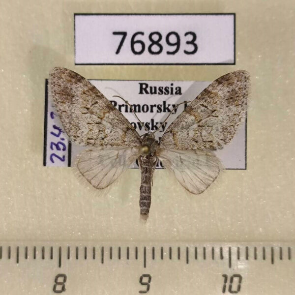 Geometridae Trichopteryx inoei Primorye
