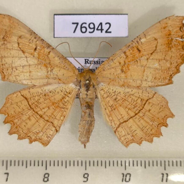 Geometridae Ctenognophos grandinaria f Primorye